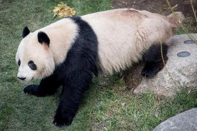 熊猫电线最新防伪标志，质量保障与消费者权益的双向保障